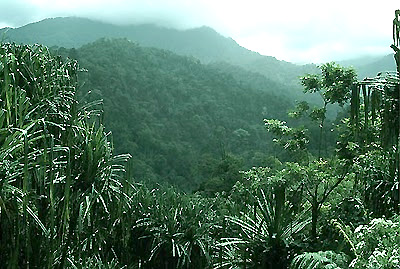 มรดกป่าฝนเขตร้อนบนเกาะสุมาตรา (Tropical Rainforest Heritage of Sumatra)