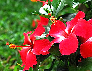 ดอกไม้ประจำชาติมาเลเซีย ดอกบุหงารายา (Bunga Raya)